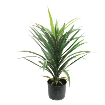 Yucca Green Plant